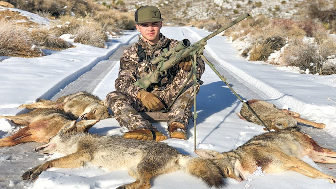 bounty on coyotes in ontario