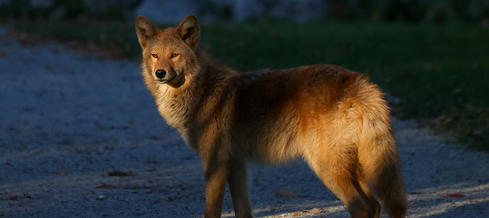 bounty on coyotes in ontario